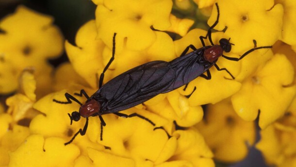 The lovebug is actually a fly with the scientific name Plecia nearctica.