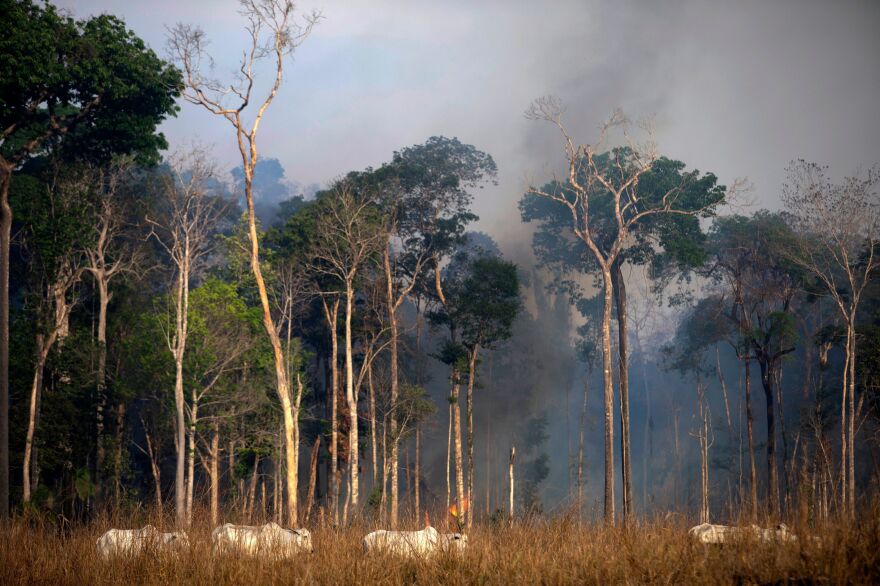 Cattle graze close to part of the Amazon rainforest that is affected by wildfire near Novo Progresso, Brazil, on Sunday. Brazil deployed two C-130 Hercules aircraft to douse fires devouring parts of the Amazon rainforest, as hundreds of new blazes ignited and a growing global outcry over the blazes sparked protests.