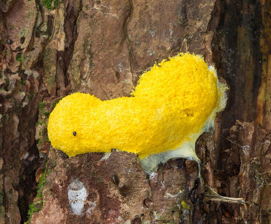 "Scrambled Eggs" slime mold.
