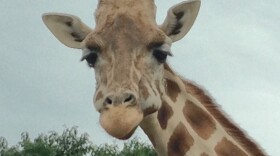 Two giraffes gave birth at the Natural Bridge Zoo, but their babies disappeared.