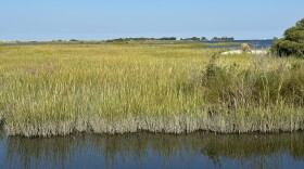 Wetlands at the Thomas Jefferson Rollins Nature Park in Poquoson in September 2024.