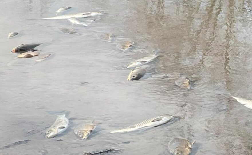 Immediate Fish Kill Fish kill spurs local water defenders to test Nishnabotna River for ...