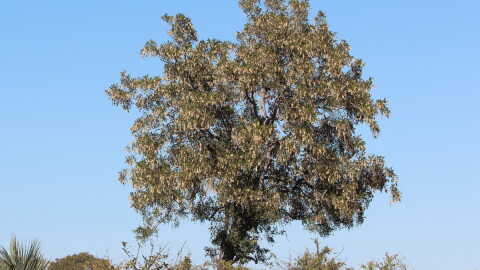 Mpingo wood gains remarkable stability from the layer of sapwood that divides its bark from its inner hardwood.