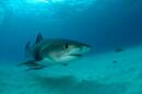  A new University of Miami study found that tiger sharks on Little Bahama Bank defied Hurricane Mathew's powerful winds and stayed put as the storm passed. Previous studies have found many sharks flee.
