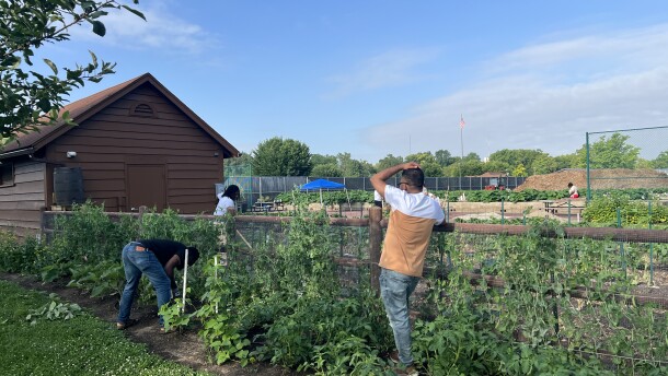 Three students from Sinclair Community College's English as a Second Language program work on the Flyer Farm during a hot summer day
