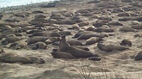 Seals gathering near the beaches at Ano Nuevo State Park