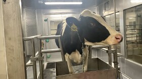 A young female cow, known as a heifer, stands inside the animal respiration chamber at Cornell University.