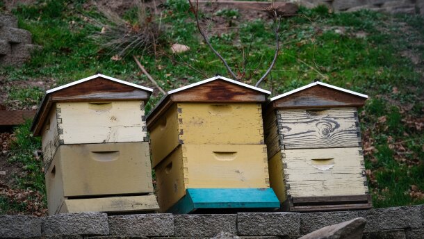 A row of backyard bee hives in Salt Lake City, Dec. 26, 2025. While domestic beekeepers expect big losses over the winter, Utah pollinator experts say native species need the most habitat support.