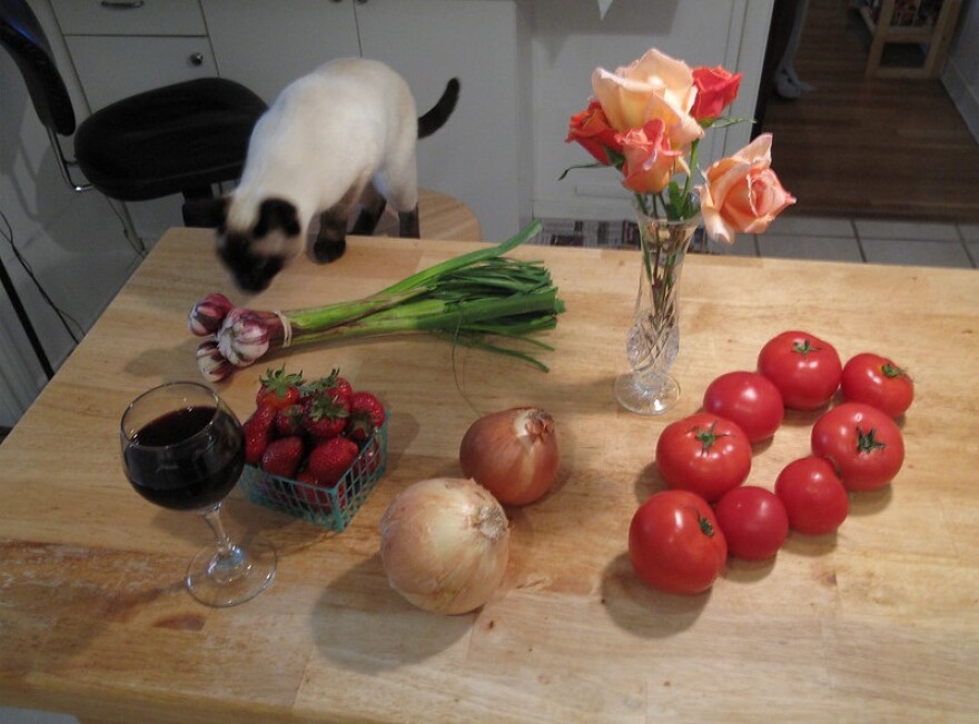 cat checking out human dinner