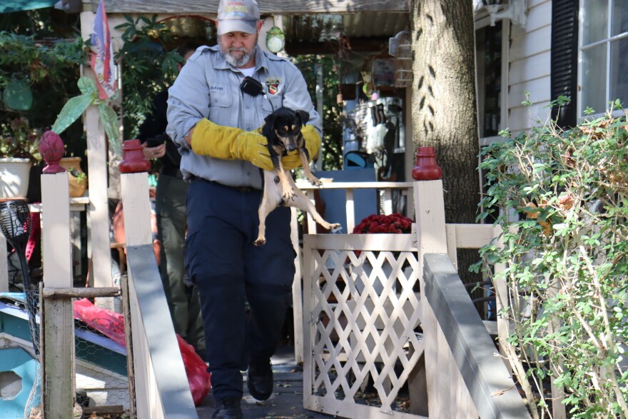 Deputies found several dogs in the living room and after a further search removed 42 dogs from the home.