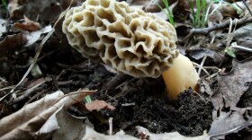 Morel mushroom photo