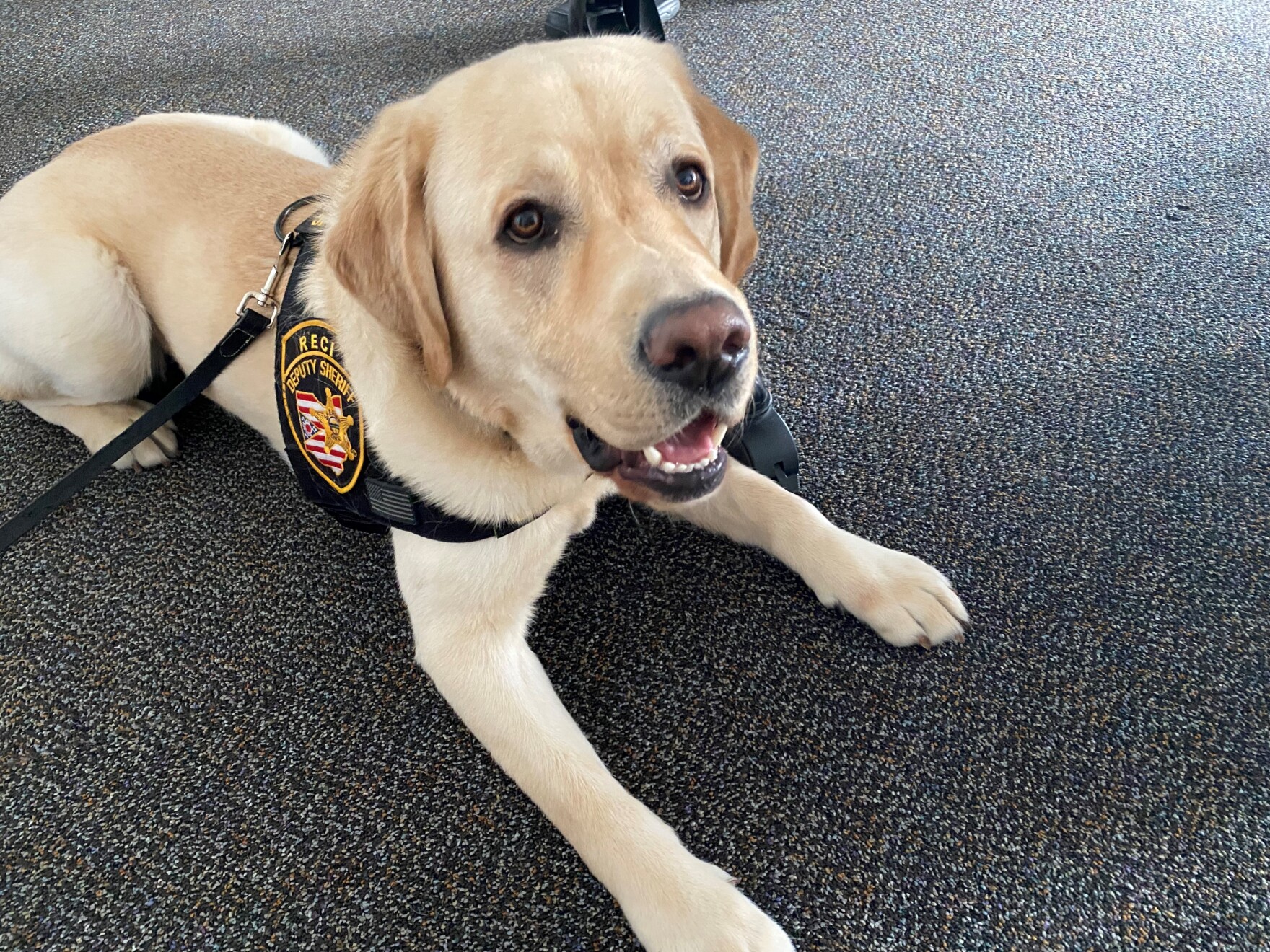 Meet Larry, the dog who tracks down electronics criminals don't want