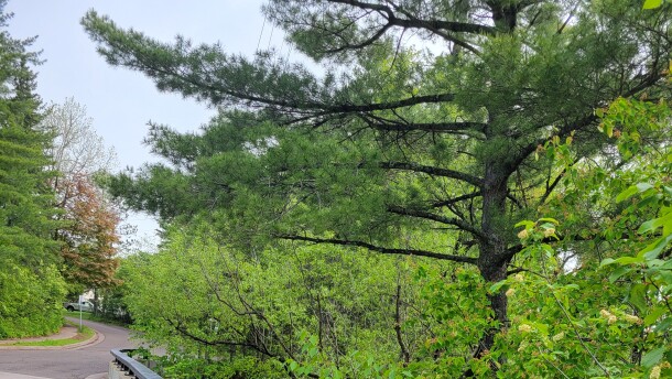 A bridge railing extending along a paved road, green trees on the opposite side