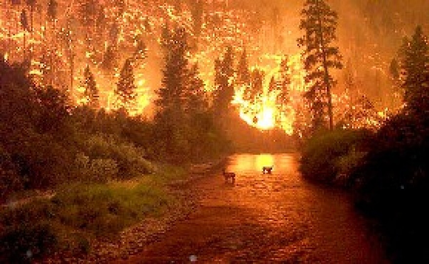 Two elk flee a wildfire in California
