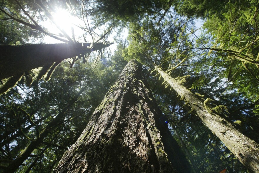 Old growth Douglas fir trees stand along the Salmon river Trail on the Mt. Hood National Forest outside Zigzag, Ore. 