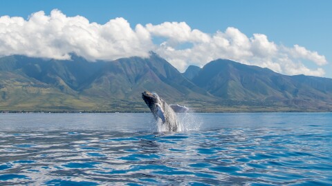 Calf breaching in the waters of West Maui.