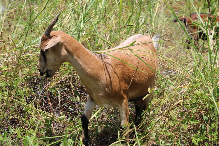 All goat workers in Irving are roughly year-old female Spanish goats brought in from Oklahoma.