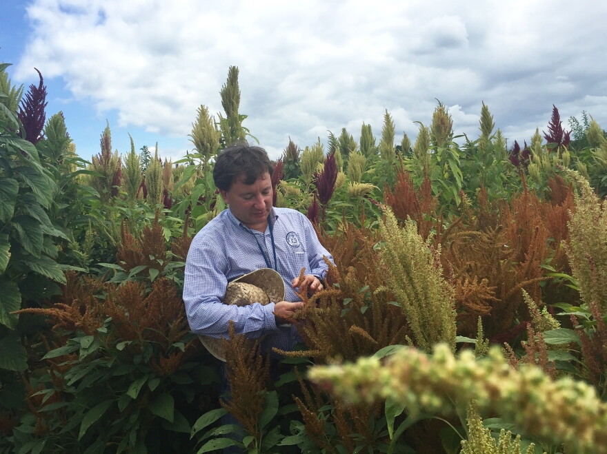 Matthew Blair, a researcher at Tennessee State University, examines different varieties of amaranth growing in the university's experimental fields.