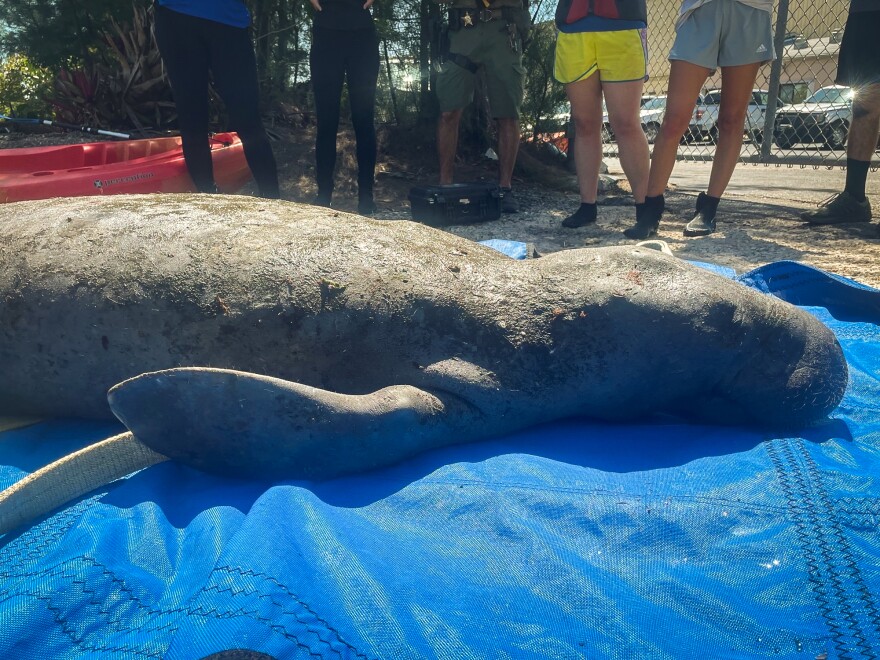 A dead emaciated manatee is seen in this undated photo from the Florida Fish and Wildlife Conservation Commission.