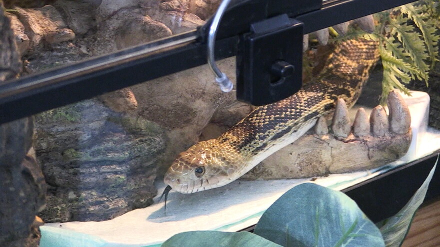 Ball python