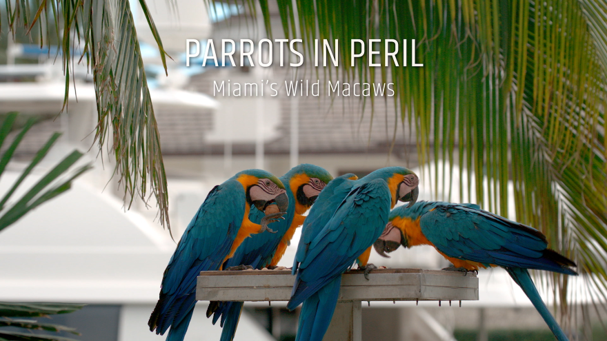 Parrots in Peril