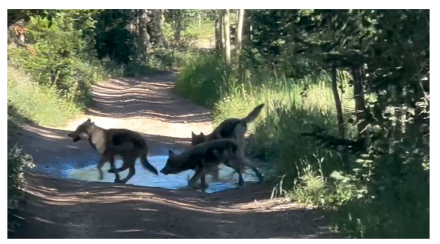 Wolf Relocation Livestock depredation and relocation of the Copper Creek pack strain ...