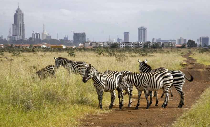 The city skyline is seen behind a group of zebras in the Nairobi National Park in Nairobi, Kenya, where, lions, rhinos and other animals roam just miles from downtown.