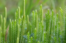 15-30 small, single-stemmed clubmosses stick out from a blurry green background. They have thin stalks with small, green leaflike structures coming out perpendicular to the stem. The tops of the stalks have an elongated scaly structure that looks like a green pinecone.