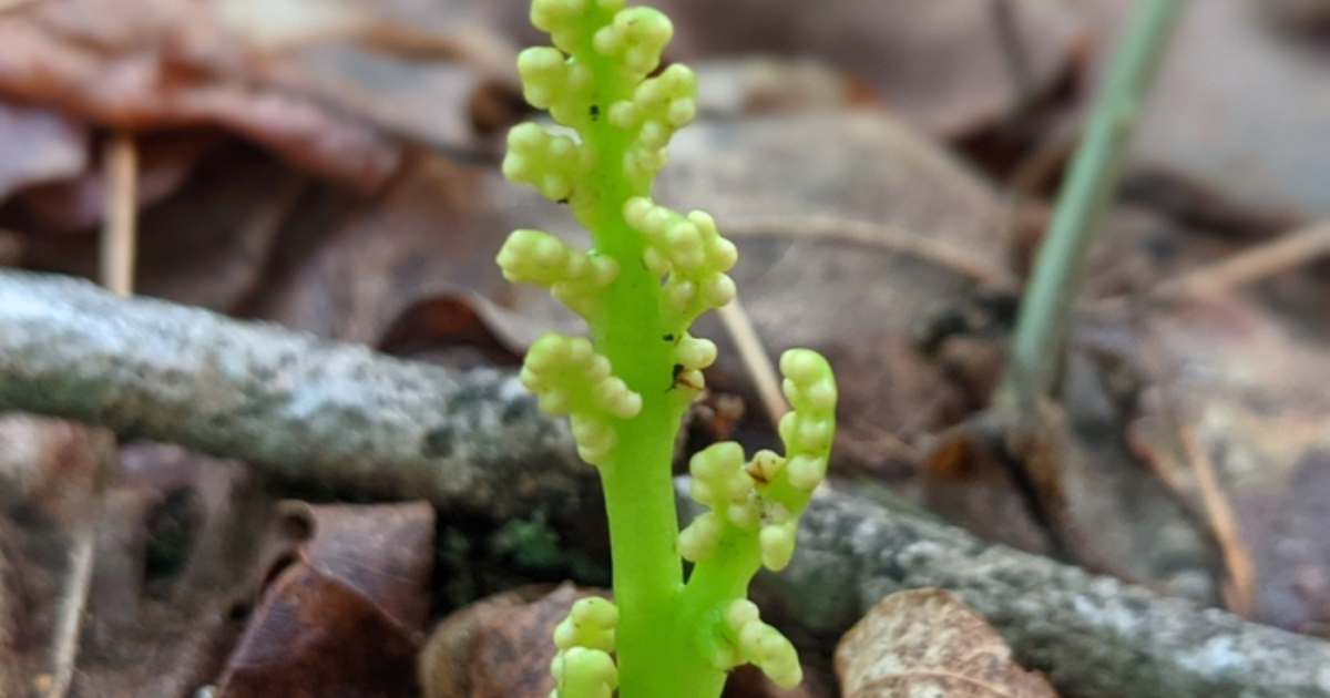 Introducing the little goblin moonwort
