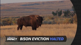 A screen capture shows a bison facing the camera standing in golden grass in front of a bare prairie hillside. The Montana PBS Reports: IMPACT logo is overlaid, along with the words "Bison eviction halted".