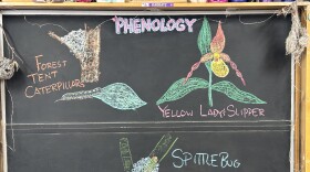 Chalk illustrations show a spittlebug, yellow lady's slipper, and forest tent caterpillar.