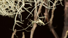 A white Ariamnes spider found in Maui. The purpose of their unusually shaped abdomen is unknown. Researchers speculate it's for camouflage.