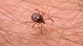 The lone star tick (pictured above) is currently the number one most active tick in Oklahoma, said Justin Talley, the department head of Entomology and Plant Pathology at Oklahoma State University.