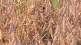 Dicamba can drift off of one soybean field that is resistant to the herbicide and damage a non-resistant field nearby.