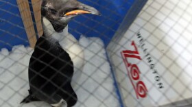 Safe journey, little guy: Happy Feet in his container aboard the research vessel Tangaroa earlier today.