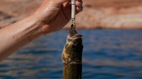 FILE - Utah State University lab technician Justin Furby weighs a smallmouth bass June 7, 2022, in Page, Ariz.