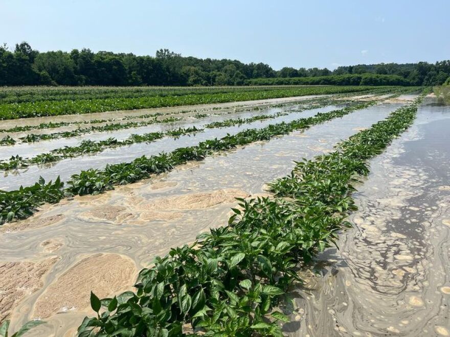 At Mountain View Farm in western Massachusetts, Liz Adler and Ben Perrault are still reeling from the shock of the flooding in their fields this week, and also trying to plan a way to go forward after losing almost 50 percent of their crops among 100 acres.