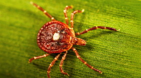 This photo provided by the U.S. Centers for Disease Control shows an adult female lone star tick crawling on a blade of grass in 2023. (Lauren Bishop/CDC via AP)