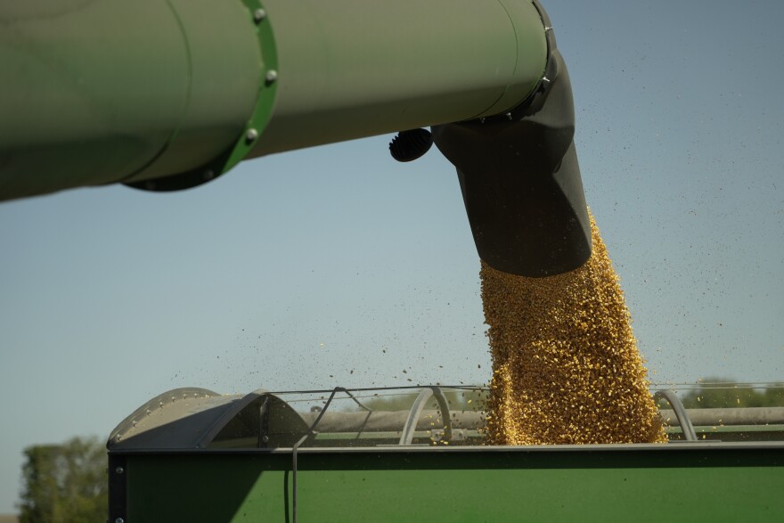 Harvested corn grain is dumped into a grain wagon at a farm near Allerton.