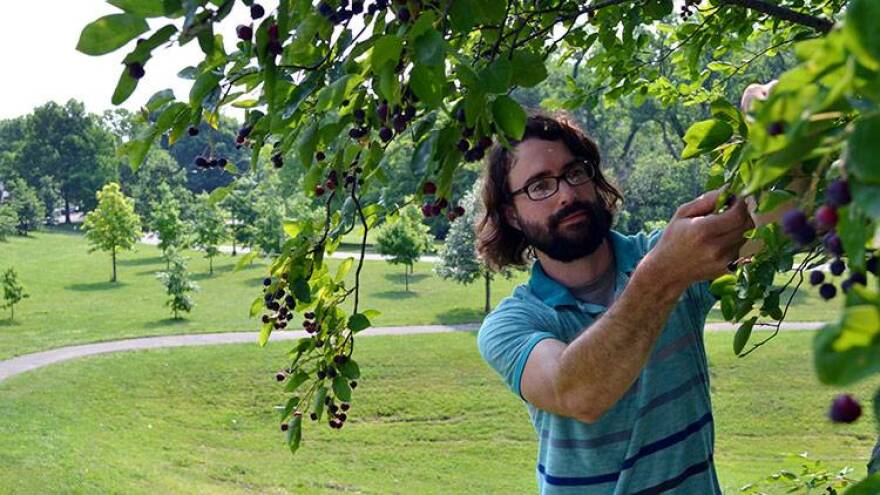 Greg Monzel, an urban foraging hobbyist, picks berries from Brookside Park on Indianapolis' east side.