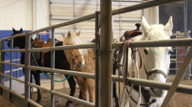 Horses and mules are tied up in the indoor arena at the Garfield County Fairgrounds before a training clinic starts on Feb. 8, 2024. U.S. Forest Service employees use them to get around wilderness areas where motorized and mechanized vehicles aren’t allowed.