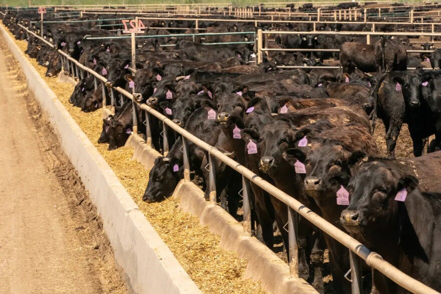Cattle at a feedlot.