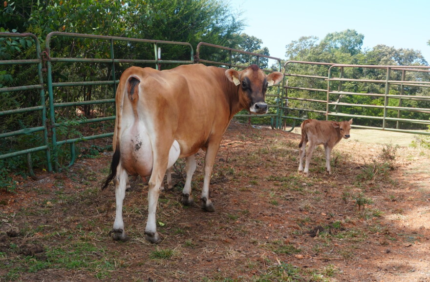 One of Armstrong's dairy cows with its two day old calf