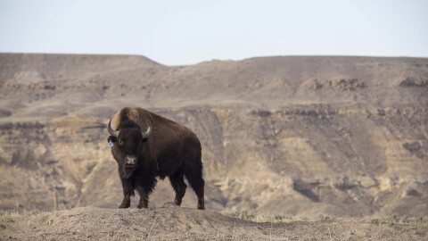 A buffalo, relocated from the Soapstone Prairie in Colorado, wanders in its new home at the Eastern Shoshone Buffalo Enclosure, Friday, April 11, 2025, on the Wind River Reservation near Morton, Wyo.