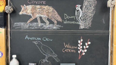 Chalk illustrations depict an American Crow, willow catkins, Downy Woodpecker, and coyote.