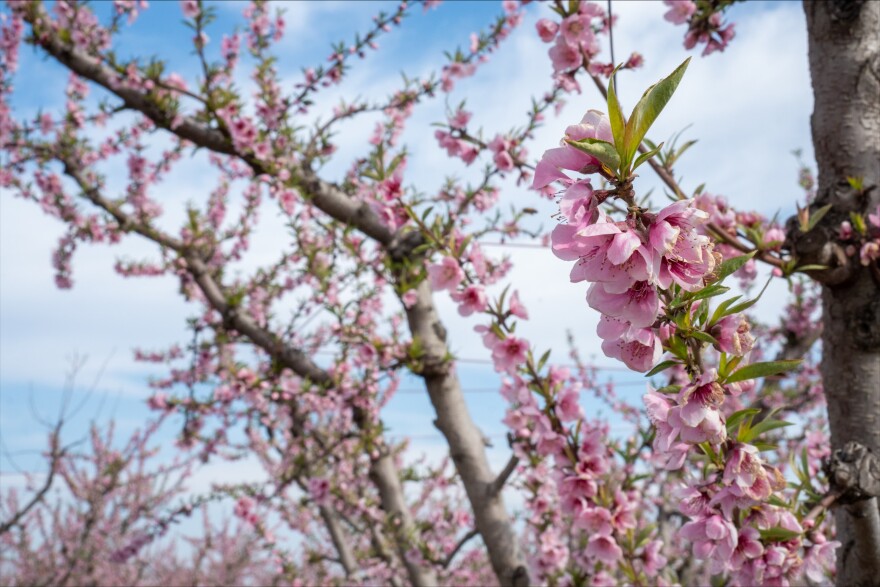 Cherry blossoms in Fresno County.