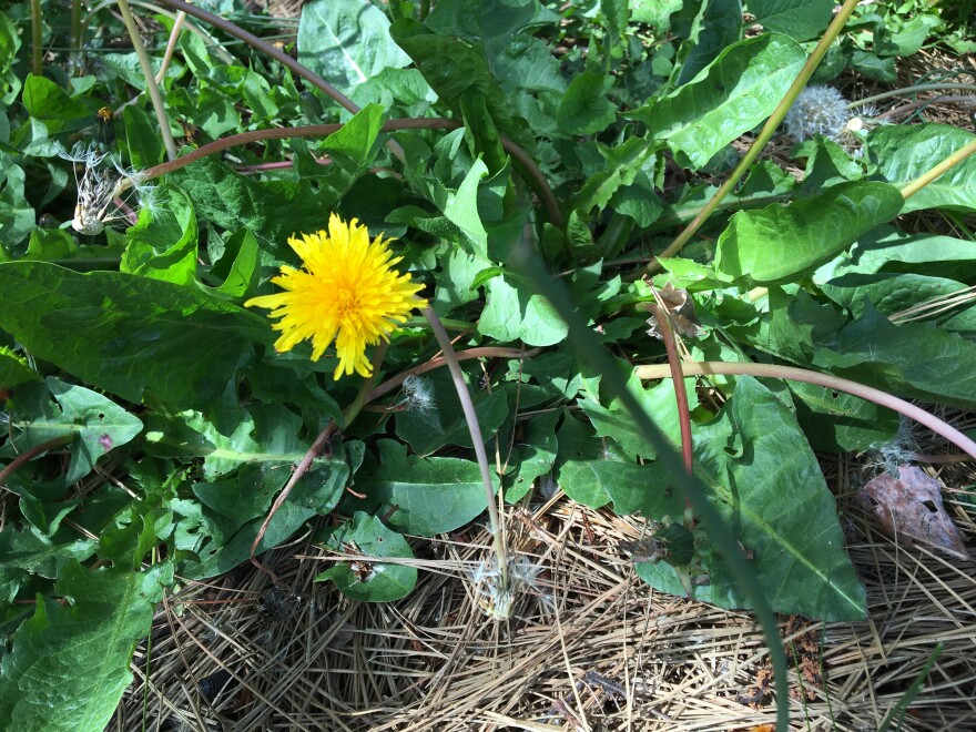 Dandelions can be useful plants according to John Fischer.