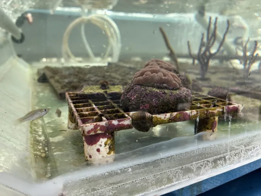 Fish help keep growing corals free of algae.