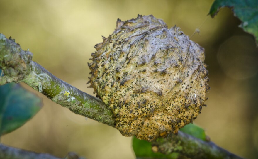 The exterior of an oak gall. When the shell is broken, the inside is "fuzzy."