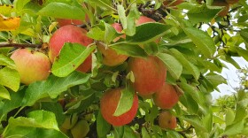 Hard cider at Two Broads Ciderworks starts with organic apples from their orchard just south of San Luis Obispo.